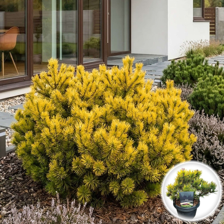 Pin - pinus-mugo-carstens-wintergold-conifer-auriu-iarna-pepiniera-sibiu