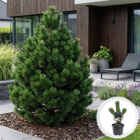 Pin - Pinus nigra Oregon Green pin negru decorativ ace verzi ghiveci 19cm Pepiniera Sibiu
