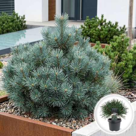 Pin - Pinus sylvestris Chantry Blue pin de padure albastru pitic ghiveci Pepiniera Sibiu