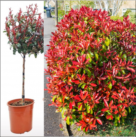 Photinia Picior Red Robin - 140cm [1]