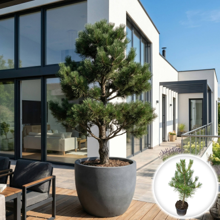 Pin - pinus-nigra-nigra-pin-negru-austriac-conifer-pepiniera-sibiu