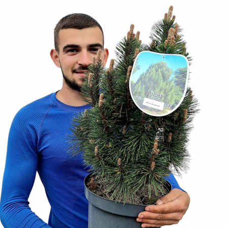 Pin - Pin Nigra Richard - 10L