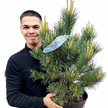 Pin - Pin Sylvestris Watereri - 10L