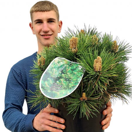Pin - Pin Nigra Nana - 10L
