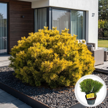 Pin - pin-mugo-winter-gold-conifer-pitic-auriu-pepiniera-sibiu