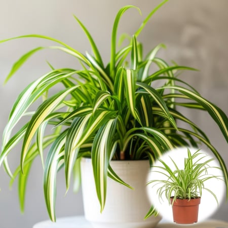 Chlorophytum - Planta Paianjen - 20-30cm