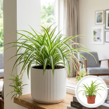 Chlorophytum - planta-paianjen-chlorophytum-comosum-pepiniera-sibiu