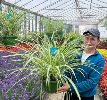 Chlorophytum - Planta Paianjen XXL - 70cm