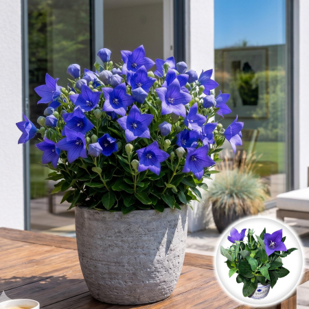 Flori Gradina si Balcon - platycodon-grandiflorus-pop-star-blue-floare-balon-pepiniera-sibiu