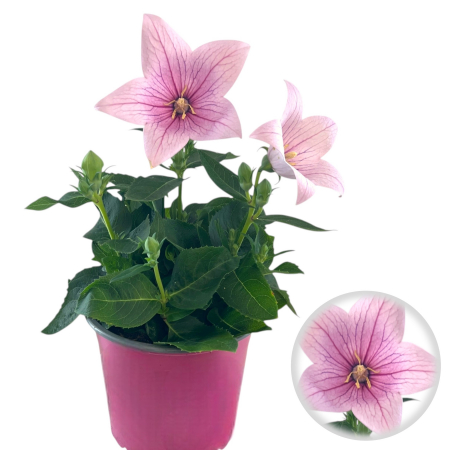 Flori Gradina si Balcon - Platycodon Roz - 25cm