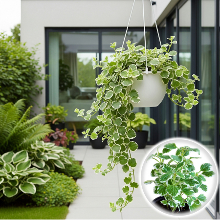Flori Gradina si Balcon - Plectantus - Tantarica (P11)