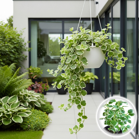 Flori Gradina si Balcon - Plectranthus coleoides Tantarica ghiveci Pepiniera Sibiu