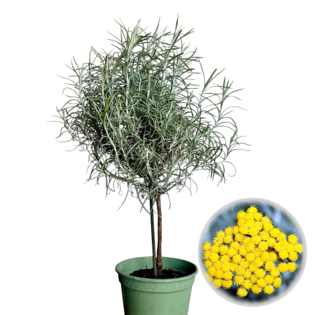 Plante Decorative - Pomisor Helichrysum Immortelle - 60cm