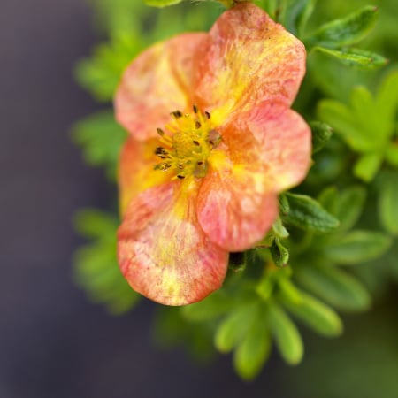 Potentilla - Potentilla - Glamour Girl 20-30cm (2L)