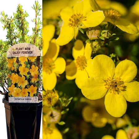 Potentilla - Potentilla - Kobold 30cm (3L)