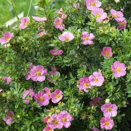 Potentilla - Potentilla - Pink Paradise 20-30cm (2L)