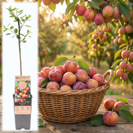 Fructifere - prunus-domestica-victoria-puiet-prun-pepiniera-sibiu