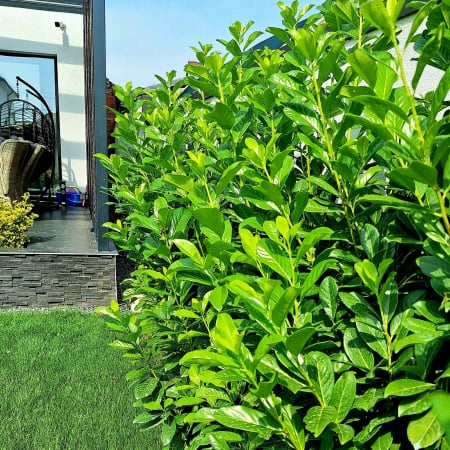 Plante Decorative - Laur Englezesc 60cm+