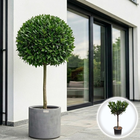 Laur Englezesc - Laur Englezesc Prunus laurocerasus Otto Luyken Pomisor 100cm Ghiveci 20cm Pepiniera Sibiu