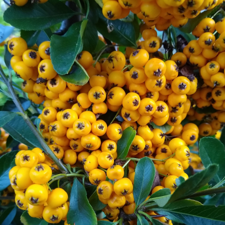 Pyracantha - PYRACANTHA Golden Charmer (P9)