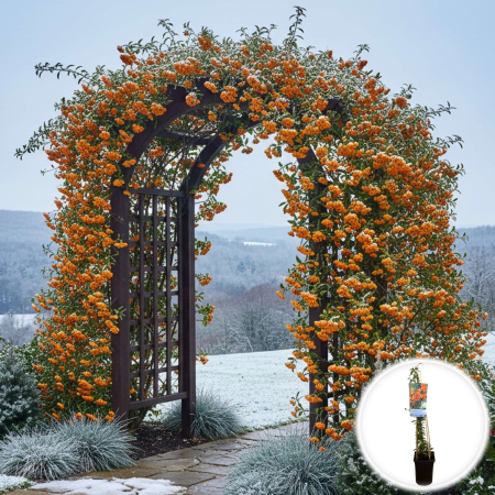 Pyracantha Golden Charmer - 75cm [1]