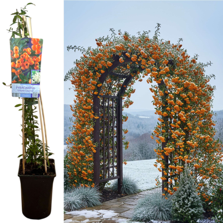 Plante Decorative - Pyracantha Golden Charmer - 75cm