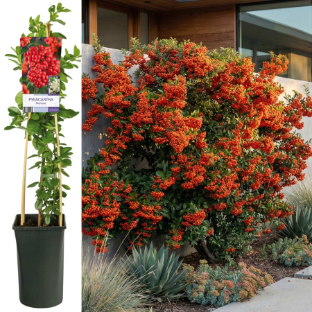 Pyracantha - pyracantha-mohave-piracanta-gard-viu-fructe-pepiniera-sibiu
