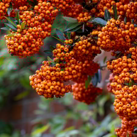 Pyracantha - Pyracantha Orange Glow - 2L
