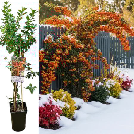 Plante Decorative - Pyracantha Orange Charmer - Cataratoare