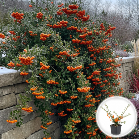 Pyracantha - pyracantha-orange-glow-arbust-persistent-boabe-portocalii-pepiniera-sibiu