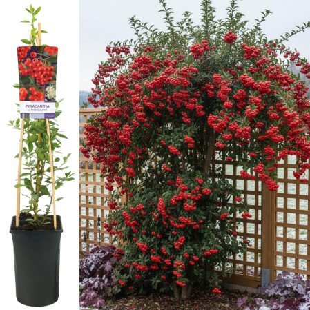 Pyracantha - Pyracantha Red Column - 75cm