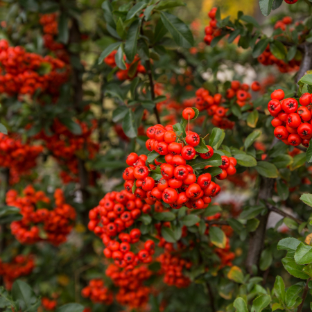 Pyracantha - PYRACANTHA Red Cushion (P9)