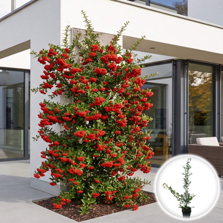 Pyracantha - pyracantha-red-star-arbust-gard-viu-boabe-rosii-pepiniera-sibiu