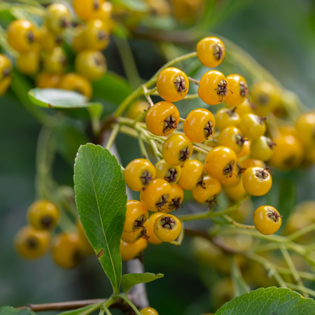 Pyracantha Soleil D'Or - XXL [3]