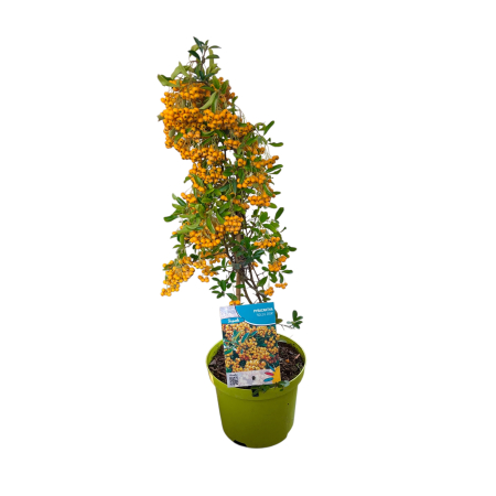 Pyracantha Soleil D'Or - 70cm [2]