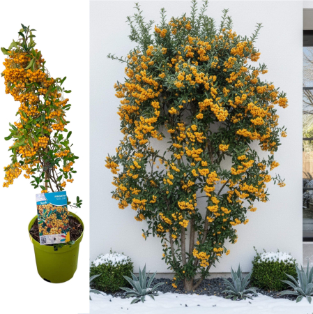 Plante Decorative - Pyracantha Soleil D'Or - 70cm