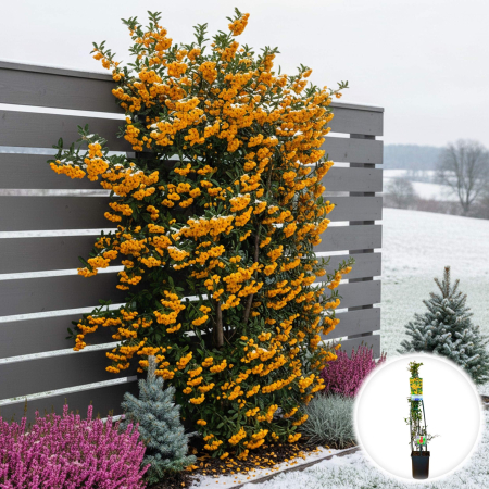 Pyracantha Soleil D'Or - XXL [1]