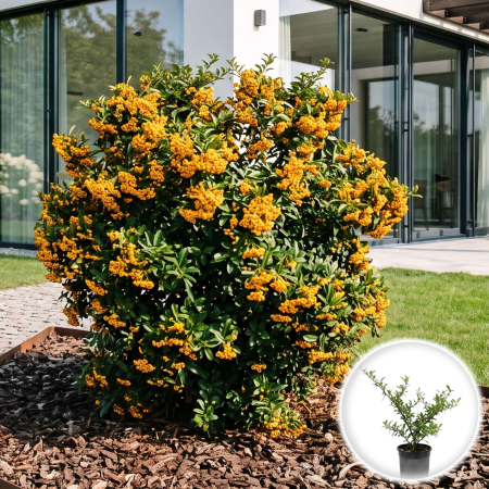 Pyracantha - pyracantha-soleil-dor-arbust-fructe-galbene-pepiniera-sibiu