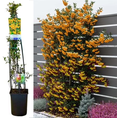 Pyracantha - Pyracantha Soleil D'Or - XXL