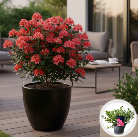 Rhododendron - Rhododendron - Anouk - 30cm