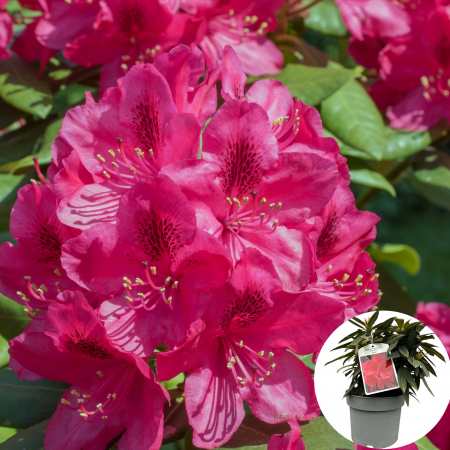 Rhododendron - Rhododendron Hybride Ana - 5L