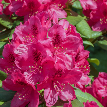 Rhododendron Hybride Ana - 5L [1]