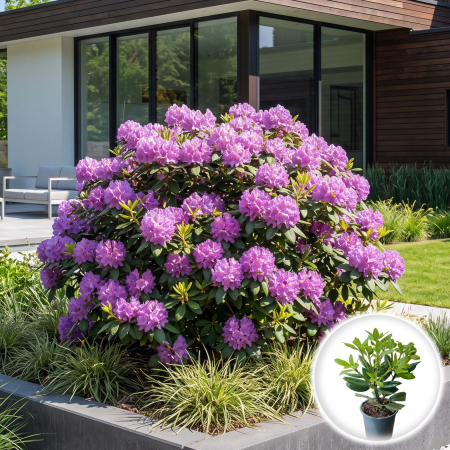 Rhododendron - rhododendron-catawbiense-grandiflorum-mov-pepiniera-sibiu