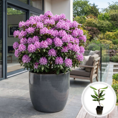 Rhododendron - rhododendron-catawbiense-grandiflorum-mov-pepiniera-sibiu