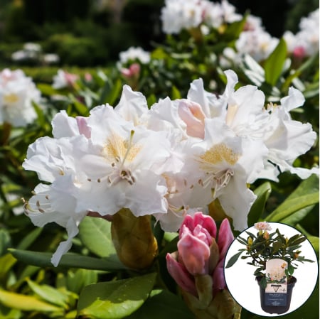 Rhododendron - Rhododendron Cunningham's White 40cm+(5L)
