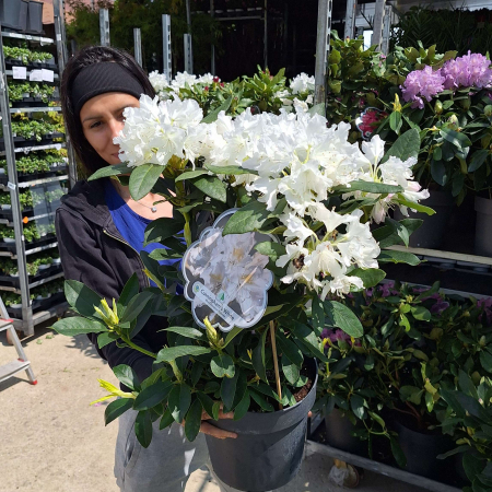 Rhododendron - Rhododendron Promo Alb 50cm+ (10L)