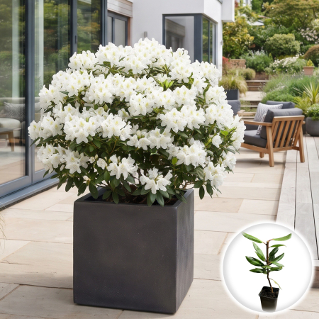 Rhododendron - rhododendron-cunninghams-white-alb-flori-umbra-pepiniera-sibiu