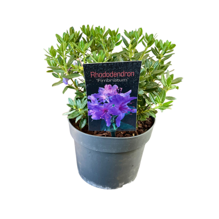 Rhododendron - Fimbriatum [1]