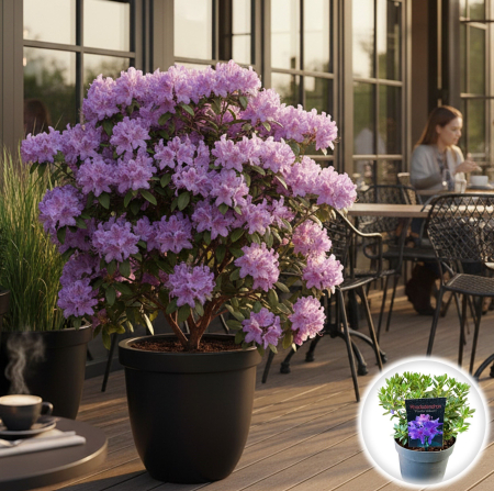 Rhododendron - Rhododendron - Fimbriatum