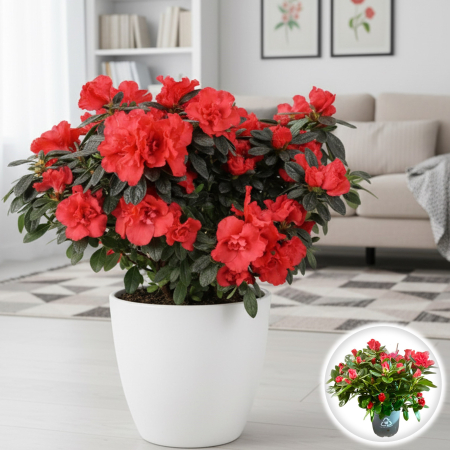 Plante Interior - Azalee - Rosu - 25cm+